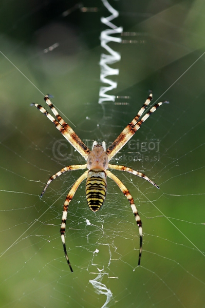 Klikni za ogled večje slike