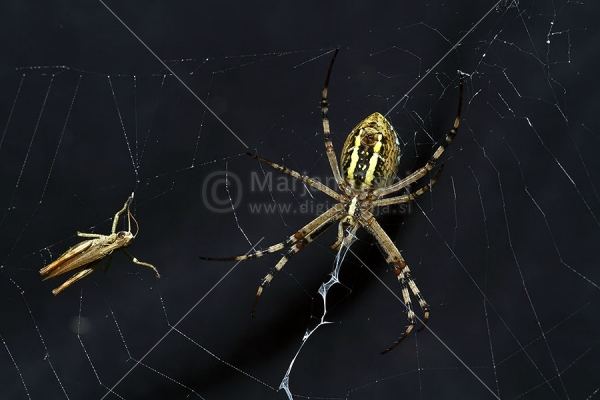 Klikni za ogled večje slike