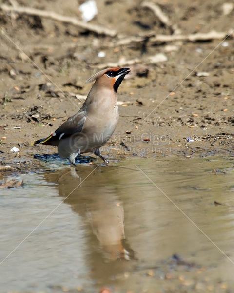 Klikni za ogled večje slike