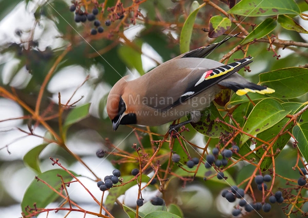 Klikni za ogled večje slike