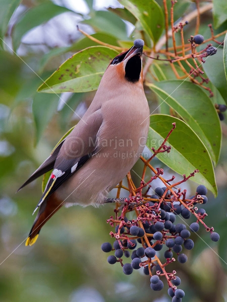 Klikni za ogled večje slike