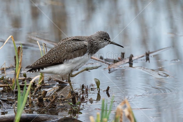 Klikni za ogled večje slike