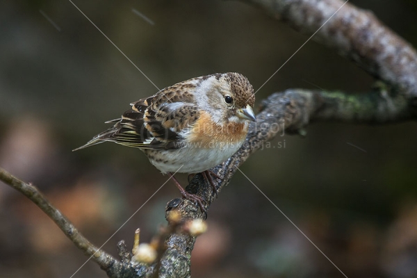 Klikni za ogled večje slike