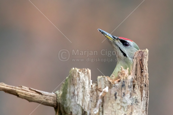 Klikni za ogled večje slike