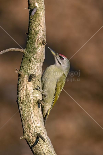 Klikni za ogled večje slike