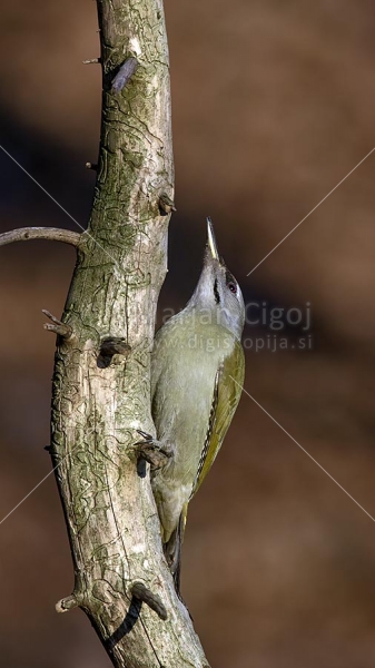 Klikni za ogled večje slike