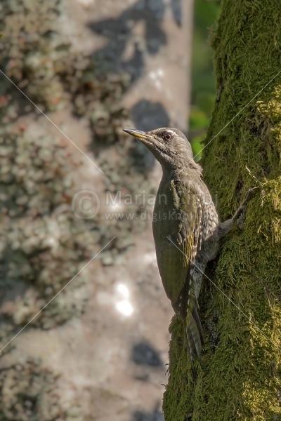 Klikni za ogled večje slike