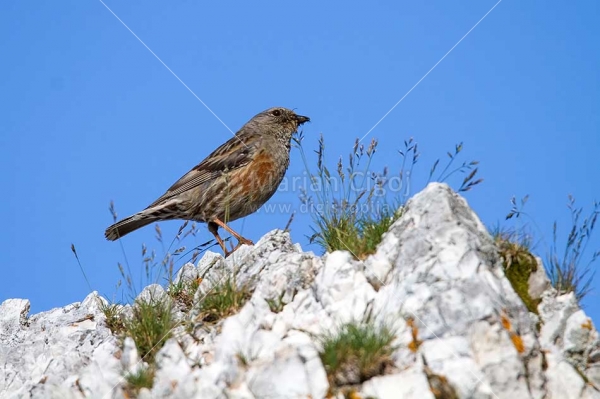 Klikni za ogled večje slike