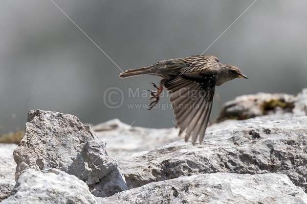 Klikni za ogled večje slike