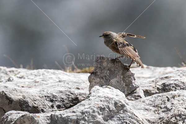 Klikni za ogled večje slike