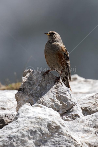 Klikni za ogled večje slike