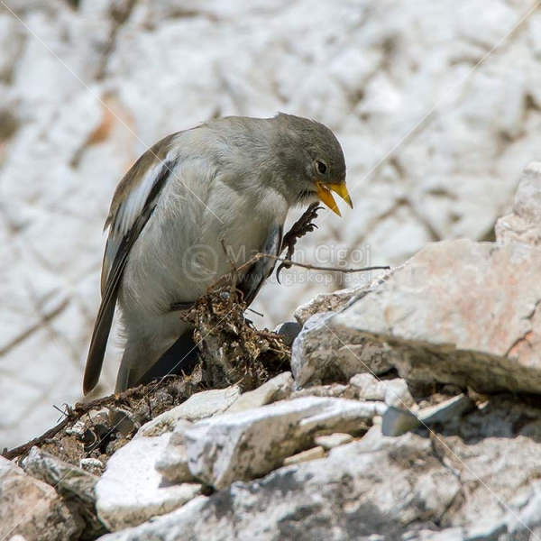 Klikni za ogled večje slike