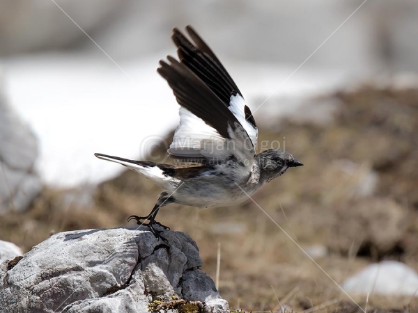 Klikni za ogled večje slike