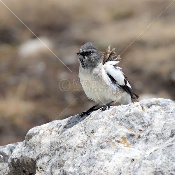 Klikni za ogled večje slike