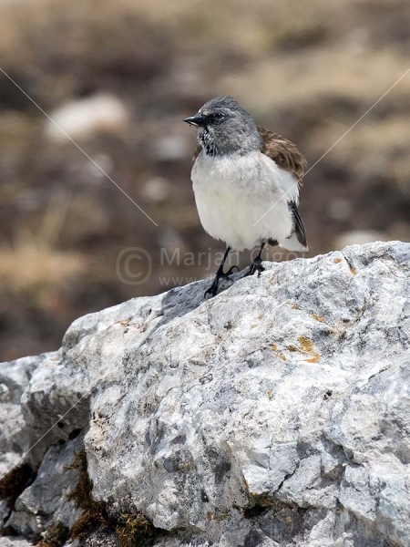 Klikni za ogled večje slike