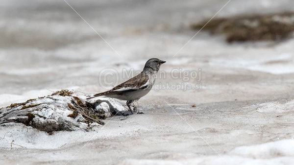 Klikni za ogled večje slike