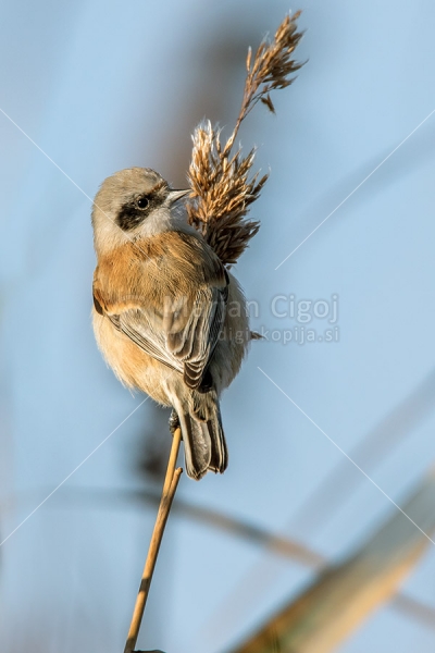 Klikni za ogled večje slike