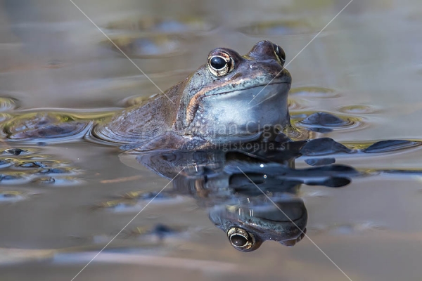 Klikni za ogled večje slike