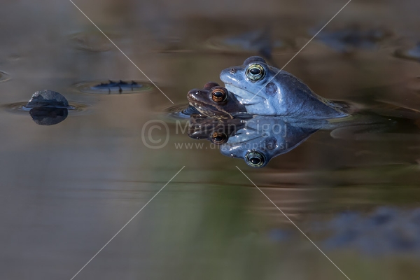 Klikni za ogled večje slike