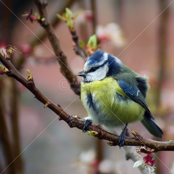 Klikni za ogled večje slike