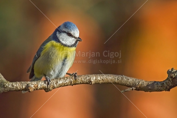 Klikni za ogled večje slike