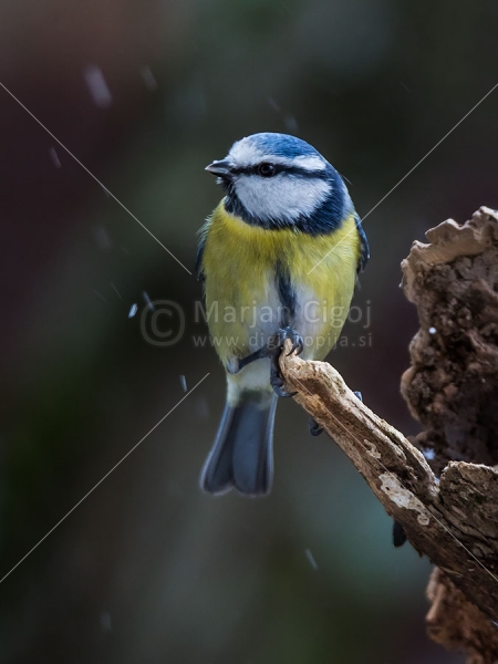 Klikni za ogled večje slike