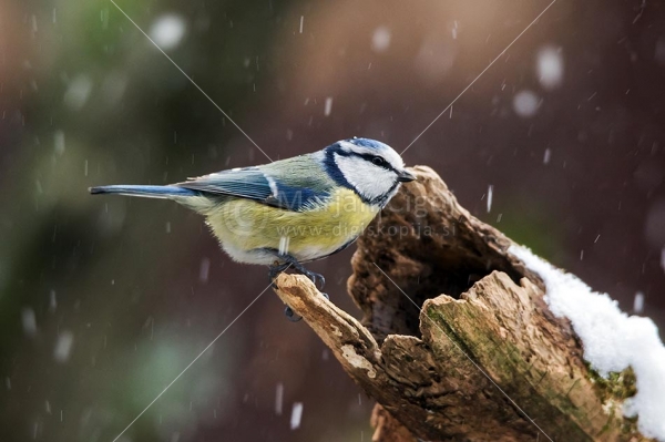 Klikni za ogled večje slike