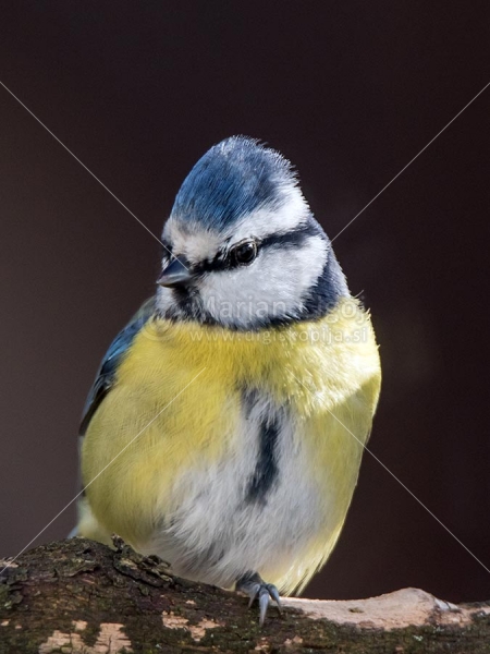 Klikni za ogled večje slike