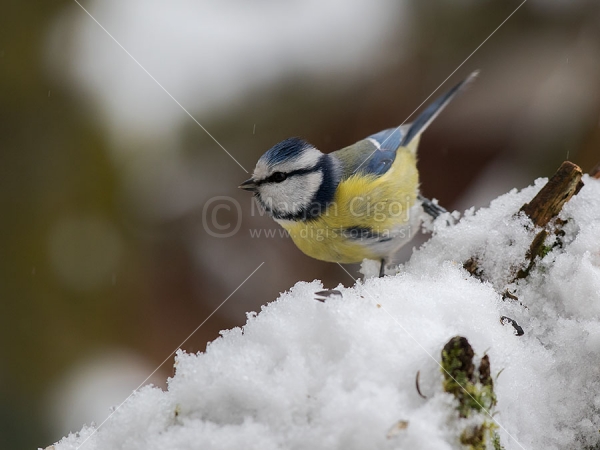 Klikni za ogled večje slike