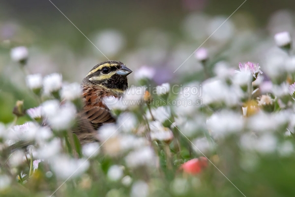 Klikni za ogled večje slike