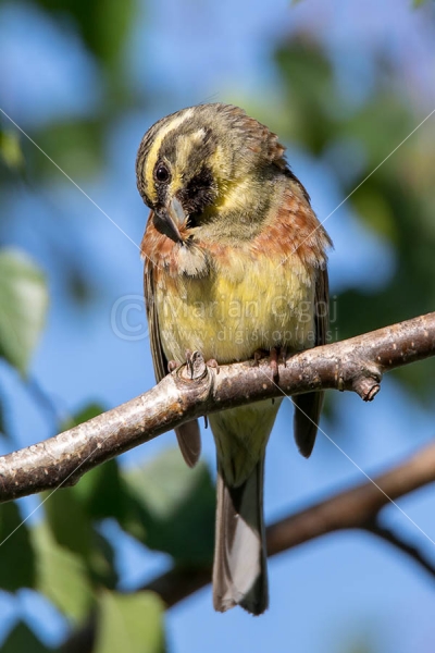 Klikni za ogled večje slike