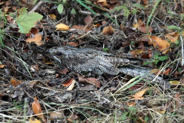 Klikni za ogled večje slike