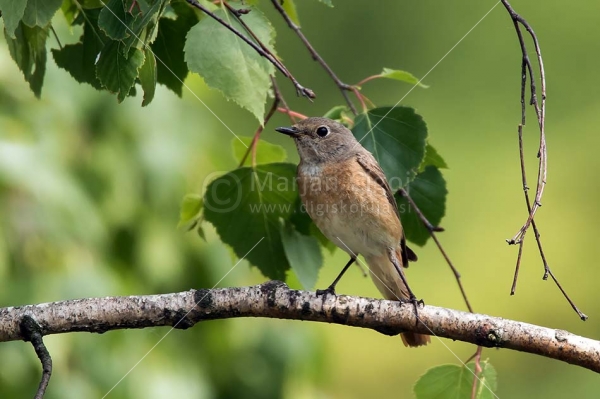 Klikni za ogled večje slike