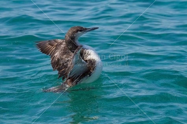 Klikni za ogled večje slike