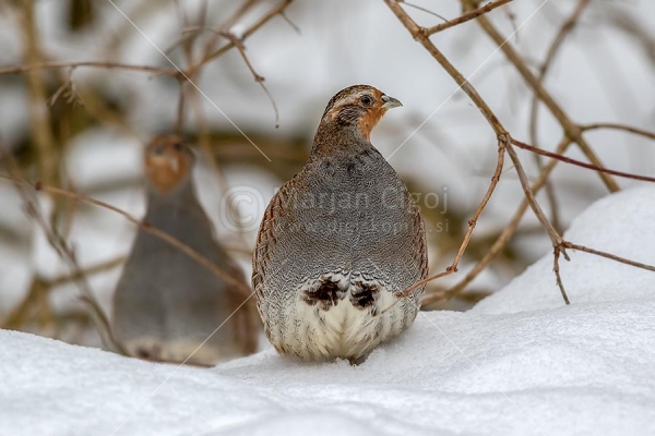 Klikni za ogled večje slike