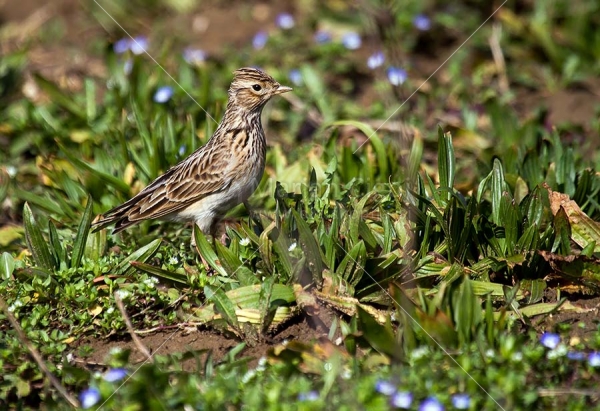 Klikni za ogled večje slike