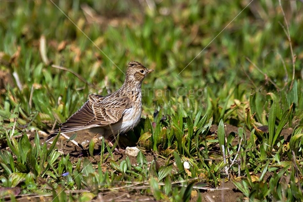 Klikni za ogled večje slike