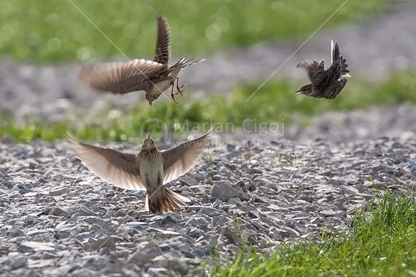 Klikni za ogled večje slike