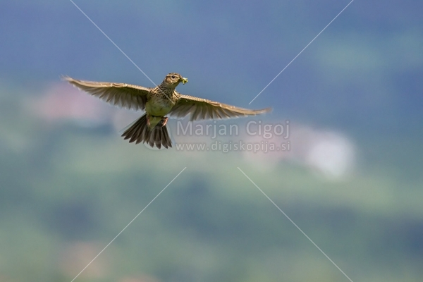 Klikni za ogled večje slike