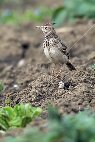 Klikni za ogled večje slike