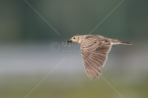 Klikni za ogled večje slike