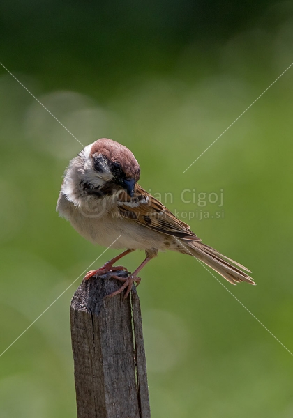 Klikni za ogled večje slike