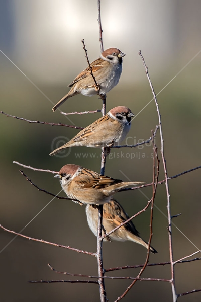 Klikni za ogled večje slike