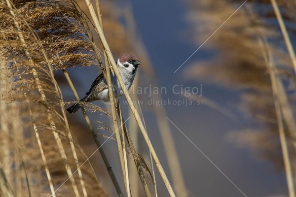 Klikni za ogled večje slike