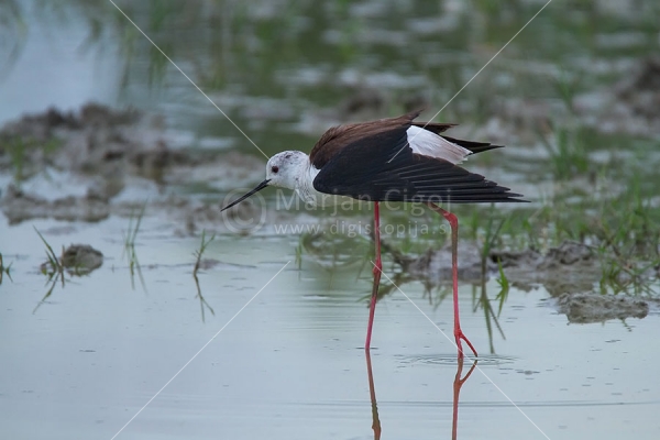 Klikni za ogled večje slike