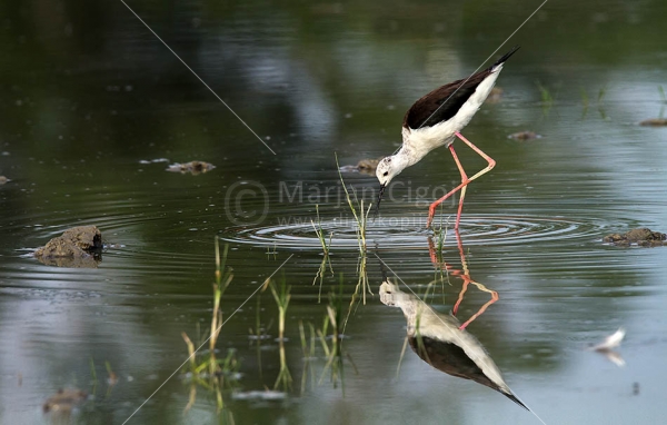 Klikni za ogled večje slike