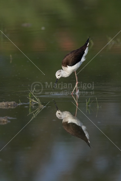 Klikni za ogled večje slike