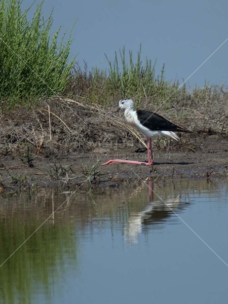 Klikni za ogled večje slike