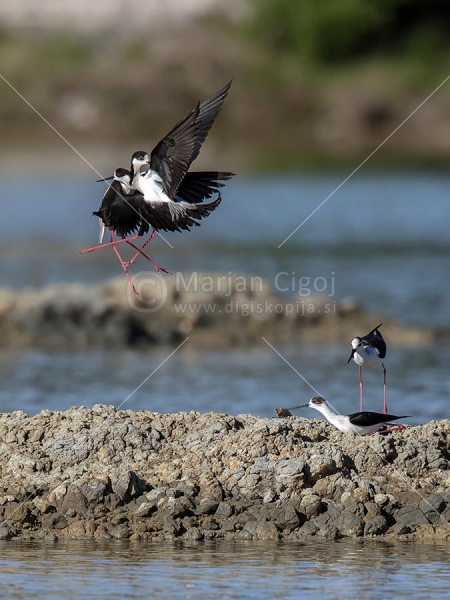 Klikni za ogled večje slike