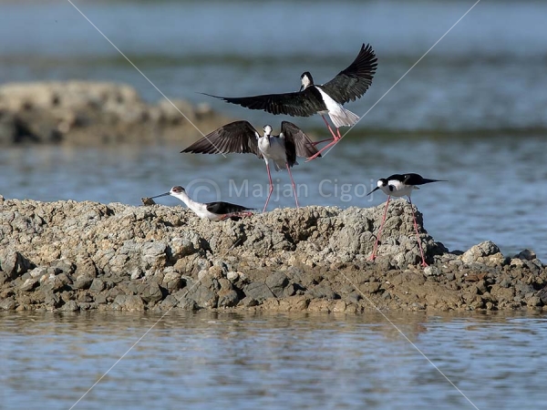 Klikni za ogled večje slike